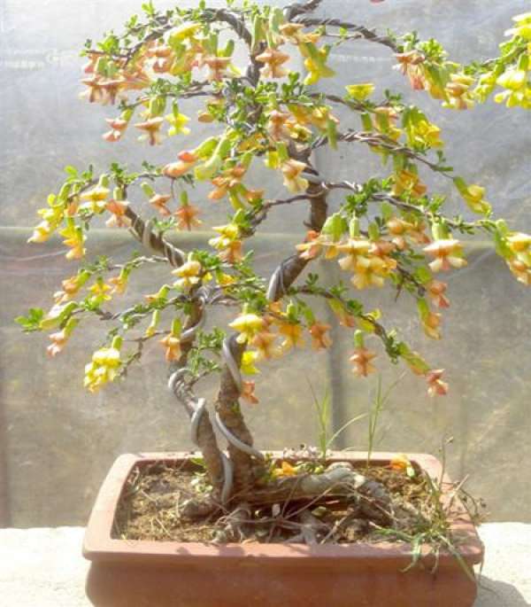 Flowering period of Caragana