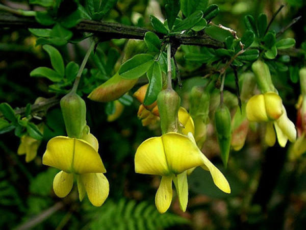 Flowering period of Caragana