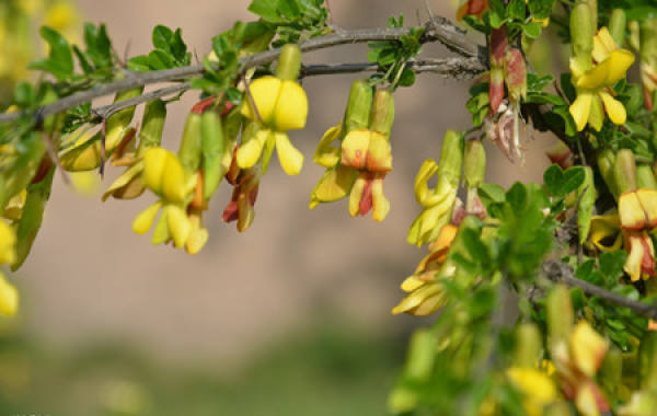 Flowering pictures of Caragana