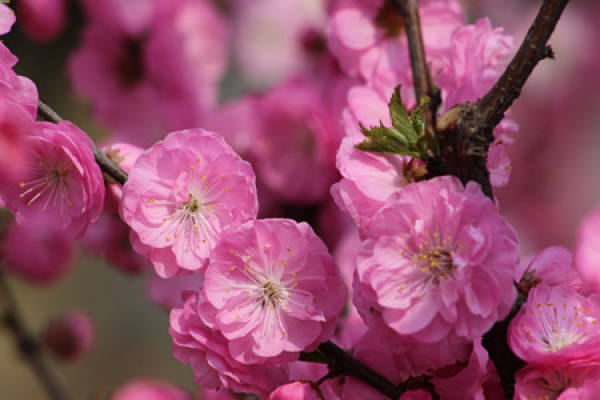 Points for Attention in Prunus triloba Cultivation
