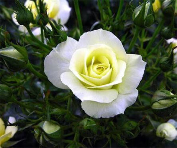 The olive flower as the national flower
