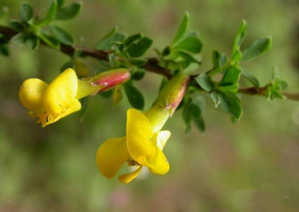 Maintenance of Caragana in Spring and Summer