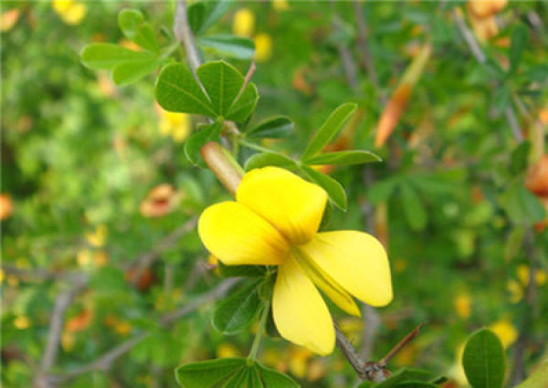 Maintenance of Caragana in Autumn and Winter