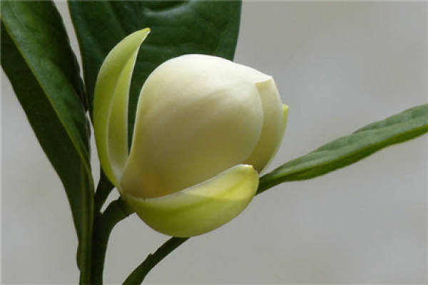 Night Flower