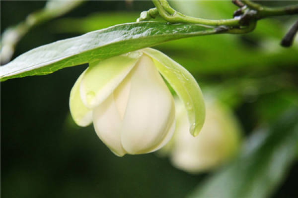 White Night Flower