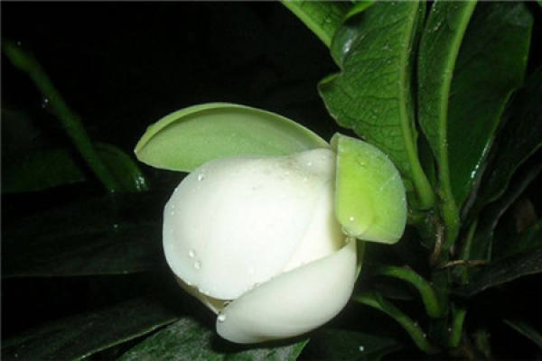The beauty of the night flower