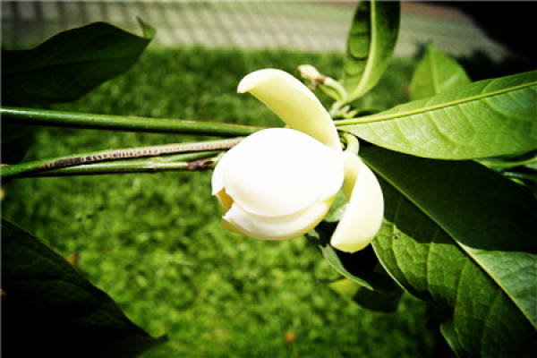 Night Flower