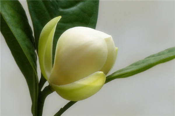 Propagation of Night Flower