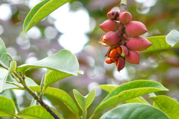 Fruit of Michelia maudiae