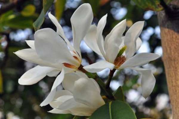 Beautiful picture of deep mountain Michelia