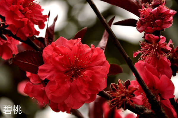 The branches of Prunus triloba and Peach are different.