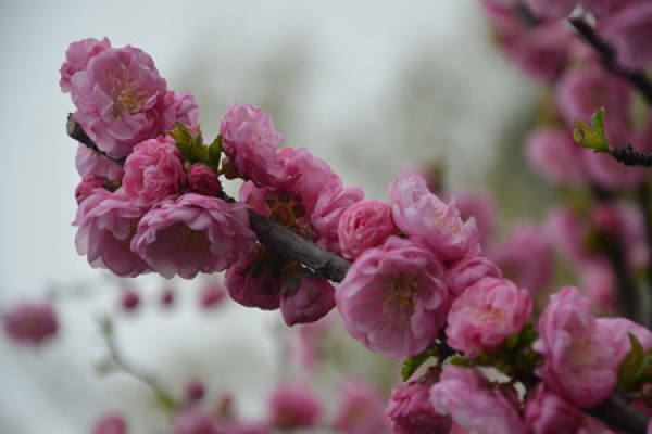 Management of Prunus triloba after Cutting