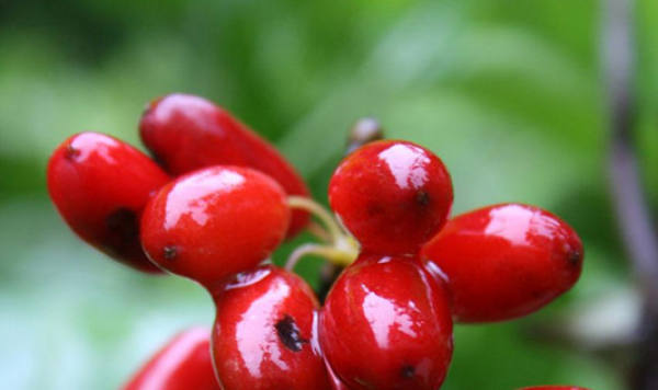 Advantages of Grafting Propagation of Cornus officinalis