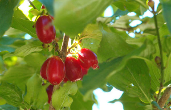 Advantages of Grafting Propagation of Cornus officinalis
