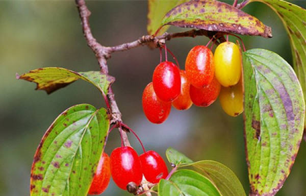 Grafting method of dogwood