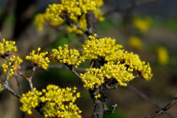 Flowering period of Cornus officinalis