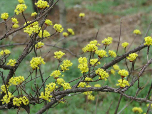 flowering period of dogwood