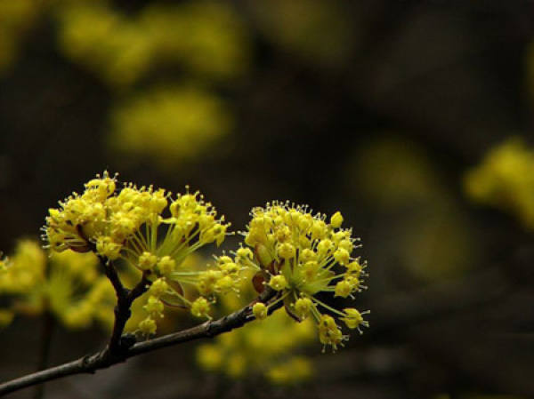 Dogwood flower language