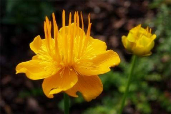 Trollius chinensis