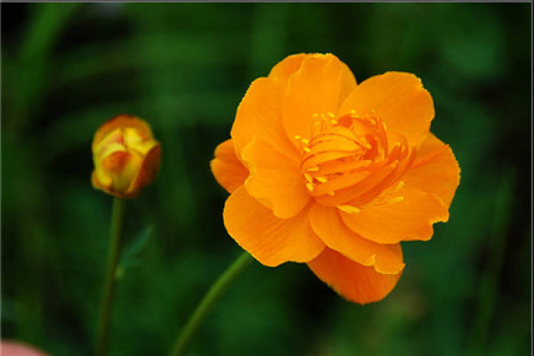 Trollius chinensis
