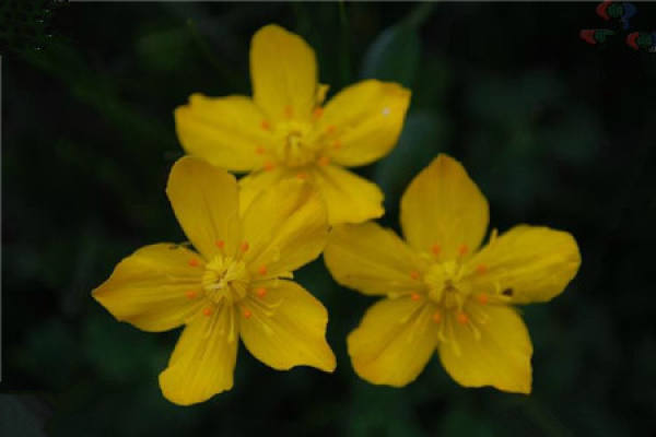 Golden Lotus