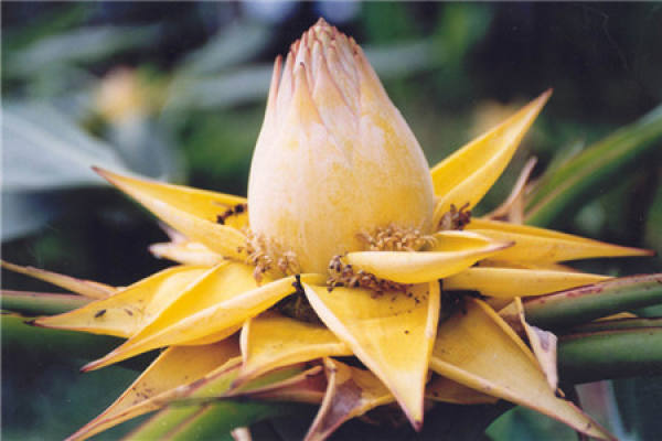 Musella lasiocarpa