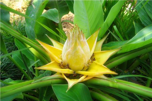 Musella lasiocarpa