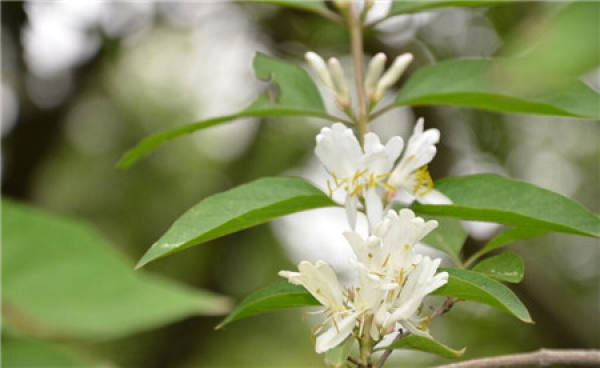 Method for culturing honeysuckle