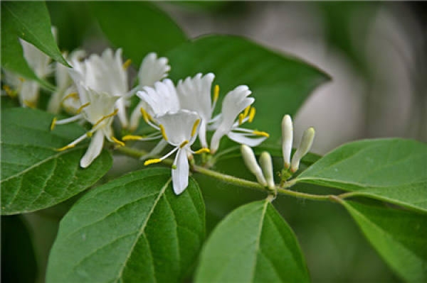 Method for culturing honeysuckle