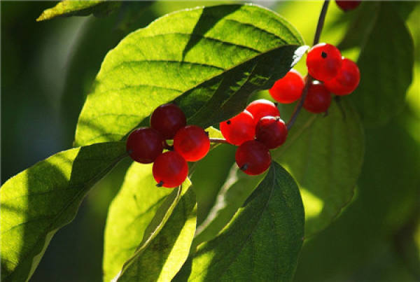 breeding method of honeysuckle