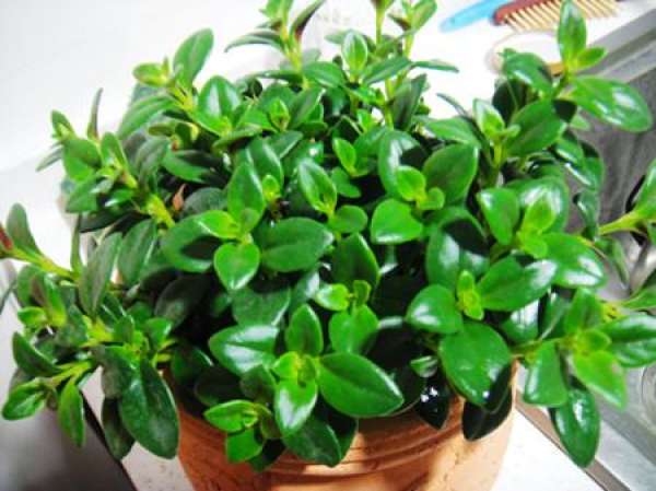 what are the breeding methods of Ipomoea lobata