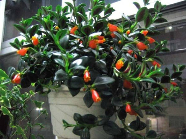 Cuttage propagation method of goldfish bracketplant