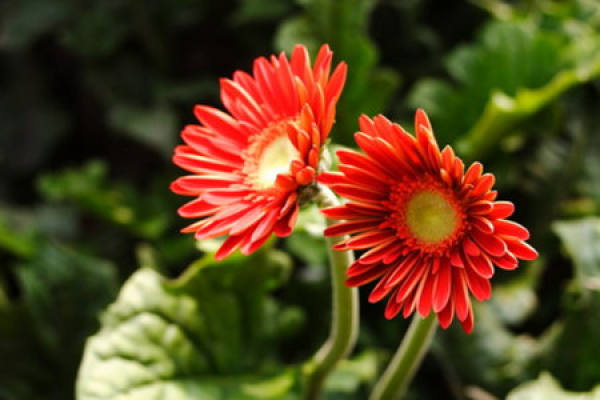 Propagation Method of Gerbera jamesonii: Seeding Method