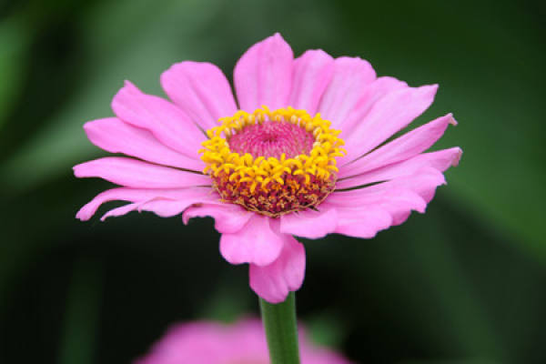 Propagation Method of Gerbera jamesonii: Seeding Method