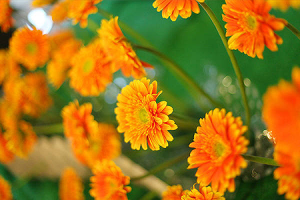 Propagation Method of Gerbera jamesonii Bolus: Test Tube Seedling Method