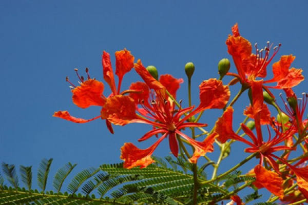 Characteristics of flame tree