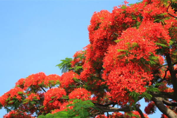 The Flower Language of Phoenix Flower