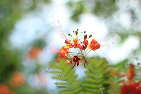 The cultural background of flame tree