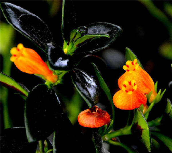 Morphological Characteristics of Chlorophytum comosum