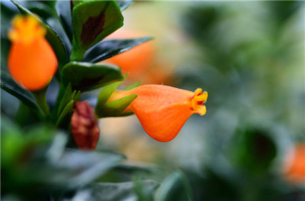 Morphological Characteristics of Chlorophytum comosum
