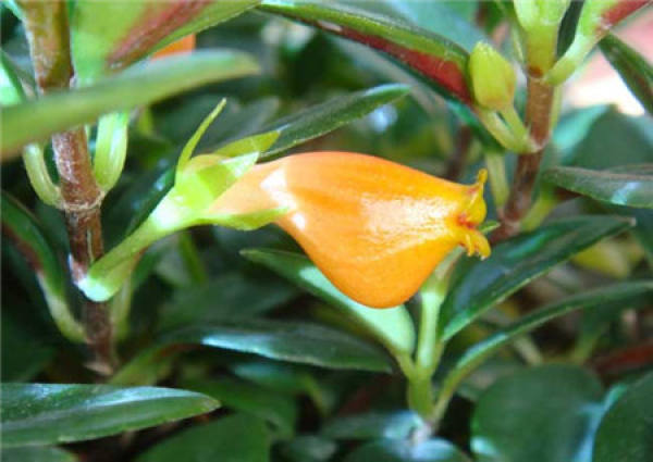 Morphological Characteristics of Chlorophytum comosum
