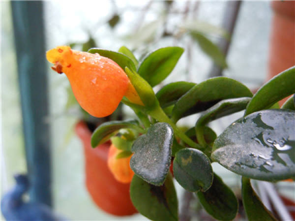 Morphological Characteristics of Chlorophytum comosum