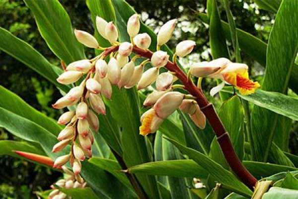 Alpinia japonica