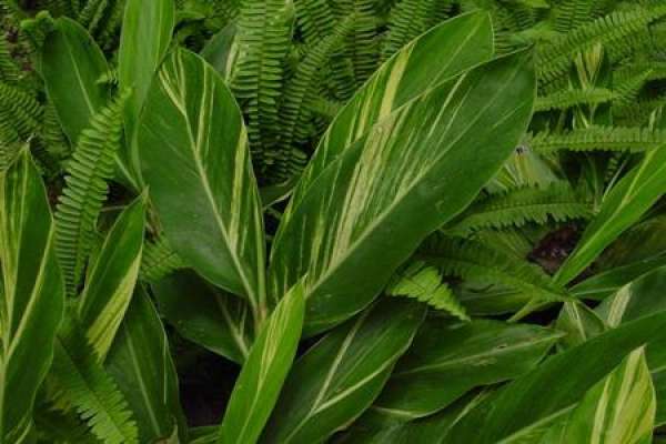 Alpinia japonica leaf