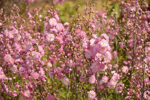 Matters Needing Attention in the Cultivation of Pine-red Plum