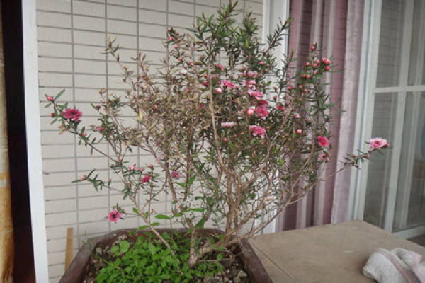 Causes of Yellow Leaves of Pine-red Plum