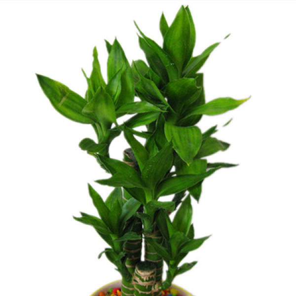 Method for culturing lotus bamboo
