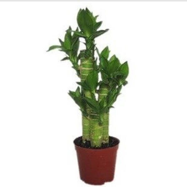 Cautions for Lotus and Bamboo Raising