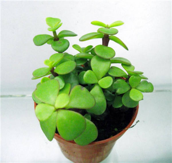 Method for culturing golden branches and jade leaves