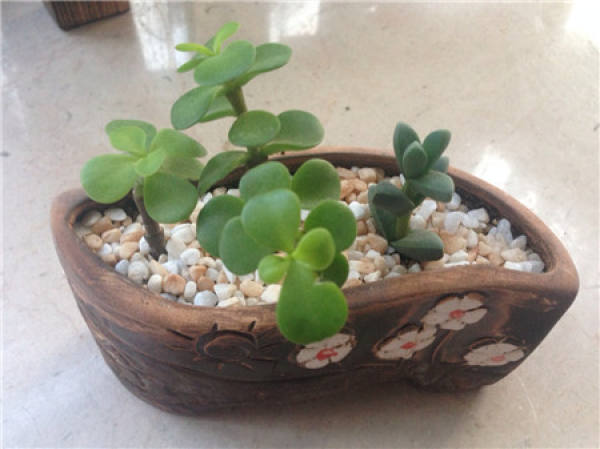 The emerald green branches and jade leaves